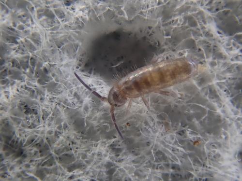 Tomocerus minor